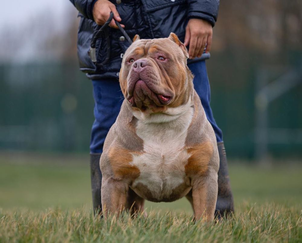Zapowiedź miotu American Bully XL - samce