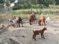 Vendo cabras e cabritos