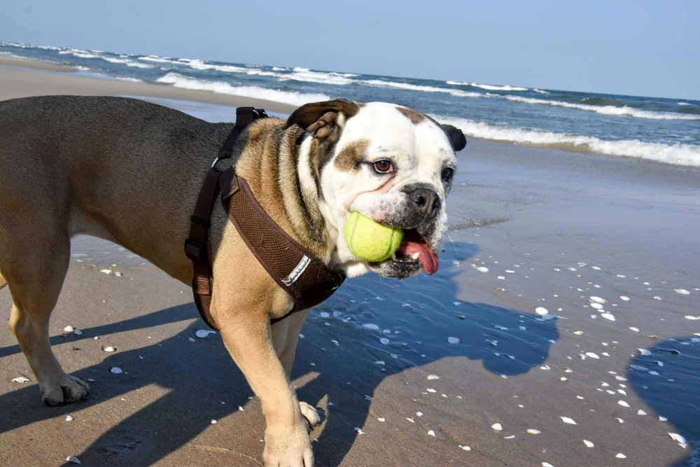 Oddam psa, mieszaniec boksera z buldogiem angielskim