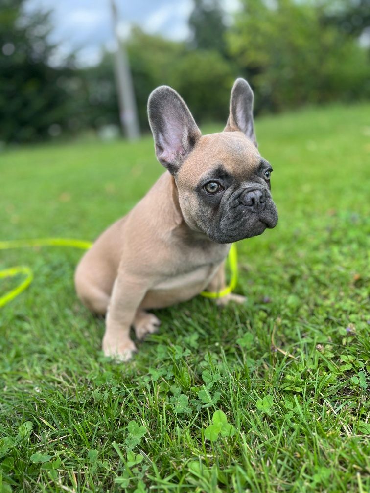 Buldog francuski blue sable