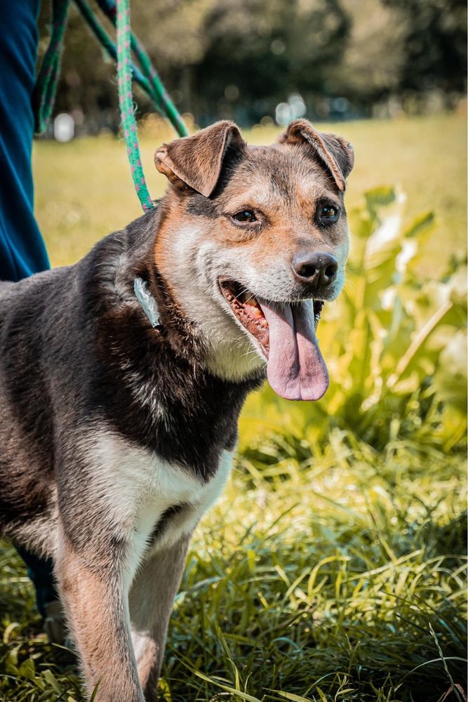 Kasztanek - średniej wielkości pies do adopcji