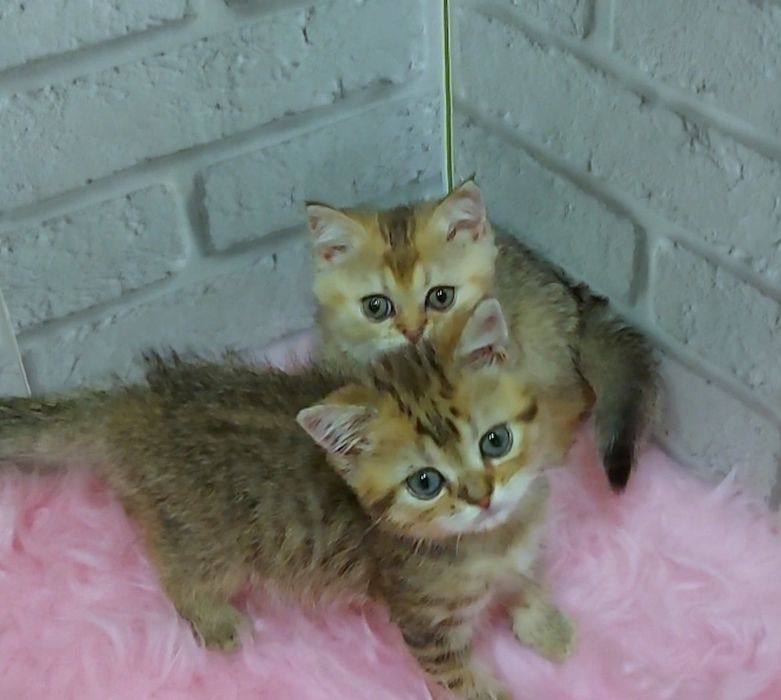 Шотландский котик