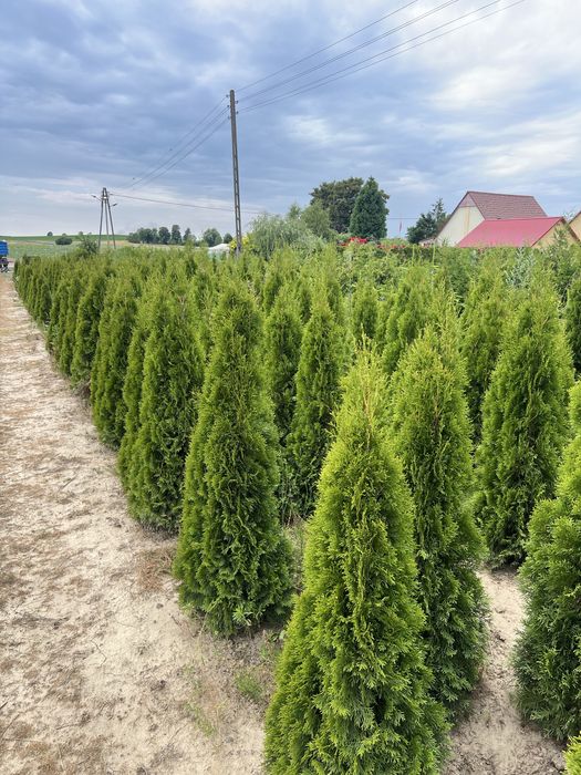 Tuja, Thuja Szmaragd 130-150cm