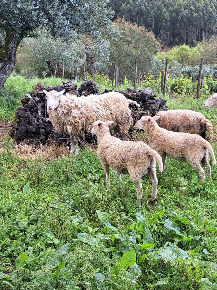 Borrego macho INRA 401 (Romane) 75% puro