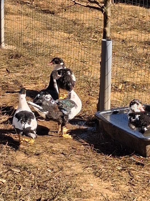 Patos mudos femeas e machos