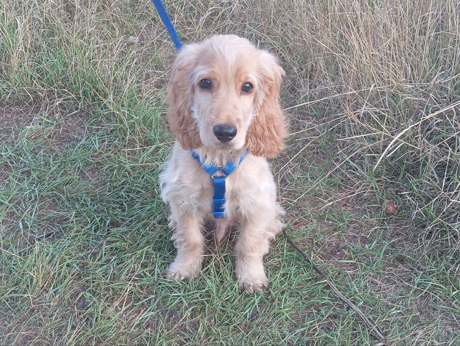 Щенок английского кокер-спаниель