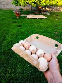Jajka, Jaja z Wolnego wybiegu - Ekologiczne i Smaczne