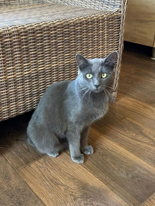 Котик сірий шукає сімʼю! Вік до 1 року. Кастрований. Волонтерський.