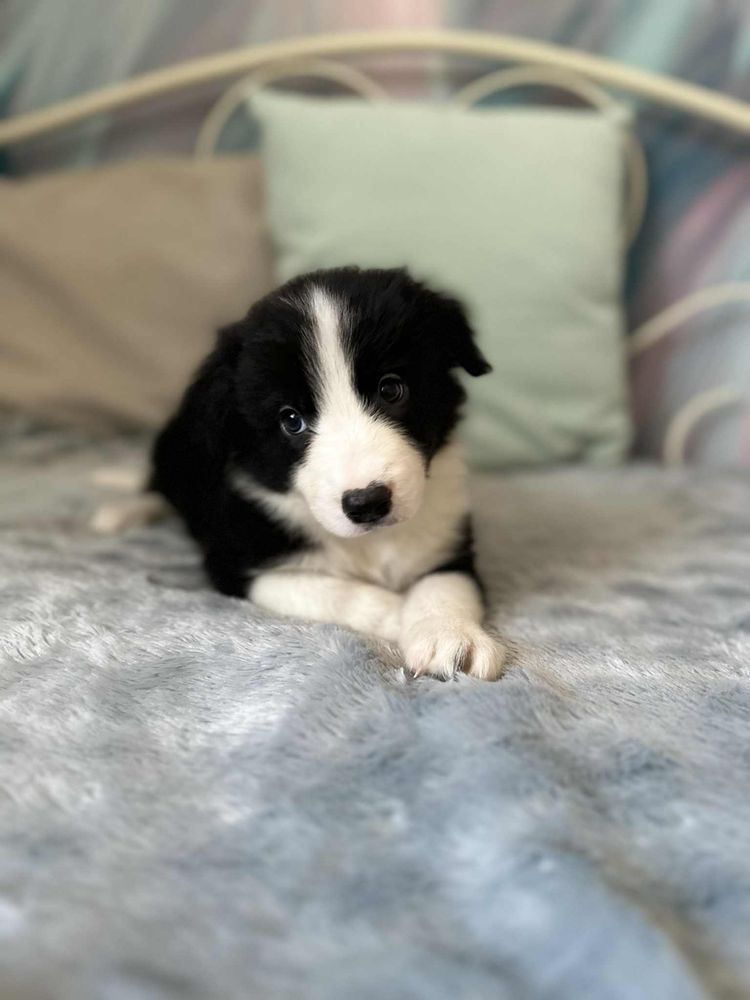 Pies rasy Border Collie