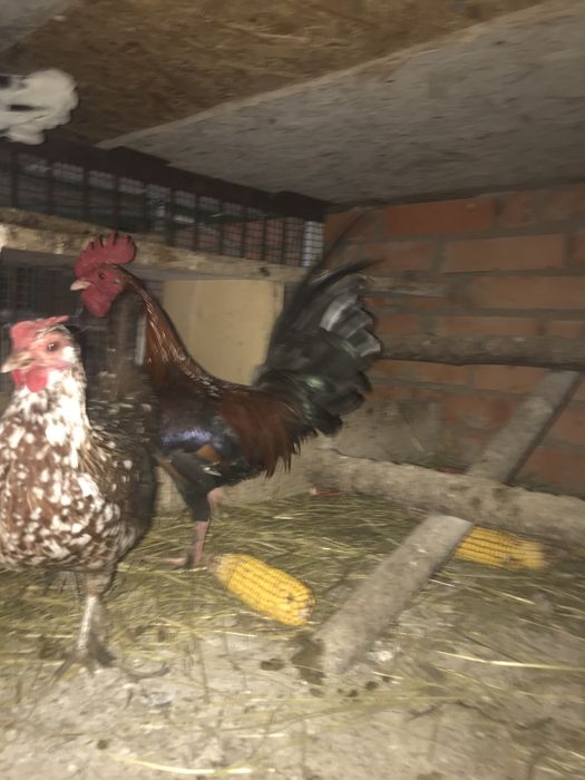 Дикоративні кури та півні