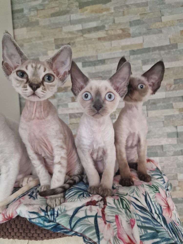 Koty Devon Rex