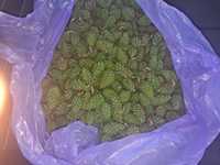 Ekologiczne zielone szyszki sosnowe 2 kg