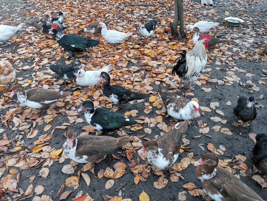 Продам качок шипуни індокачки