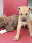 Pitt bull 2meses
