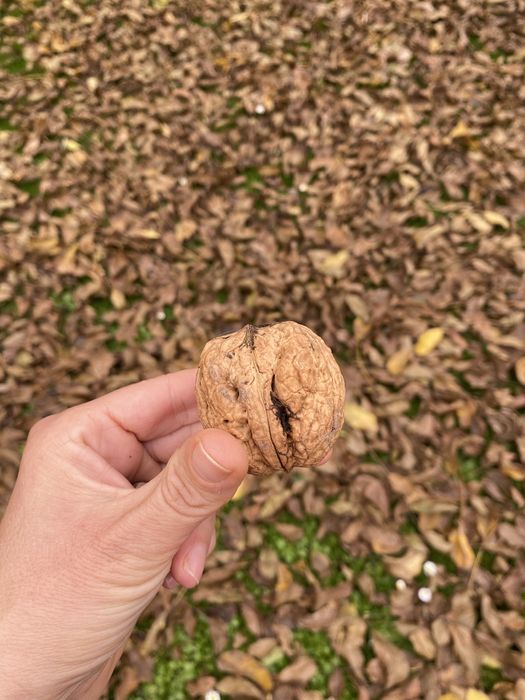 Orzechy włoskie- olbrzymy i małe