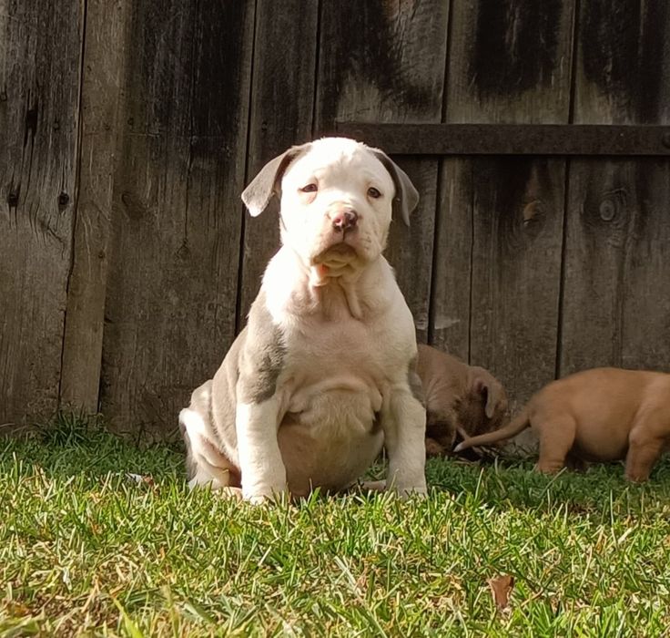 Szczeniaki bandog- cane corso dog argentyński mastino amstaff