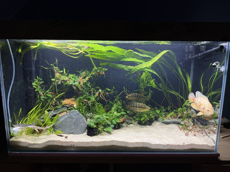 Akwarium optiwhite 110x50x60h 330L