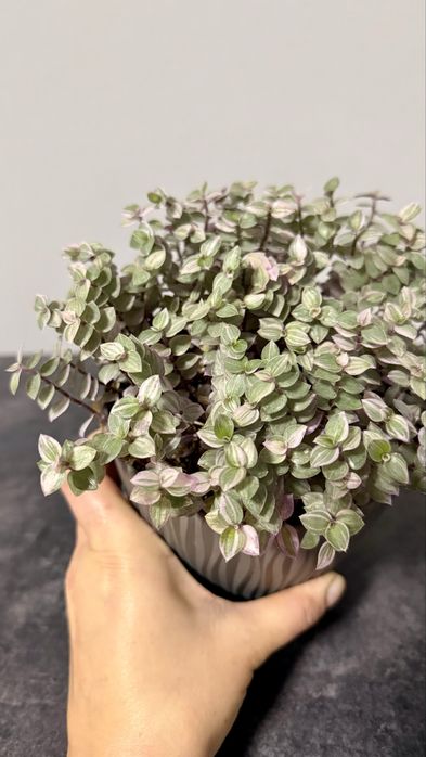 Традесканція триколор сциндапсус епіпремнум