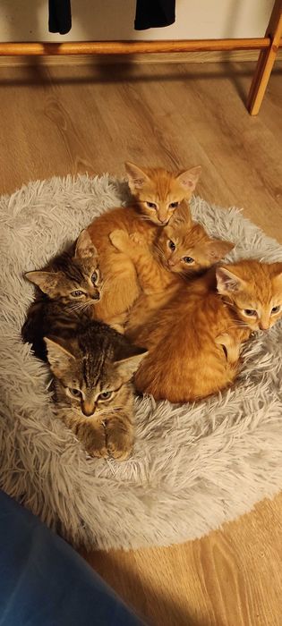 Kocięta do adopcji