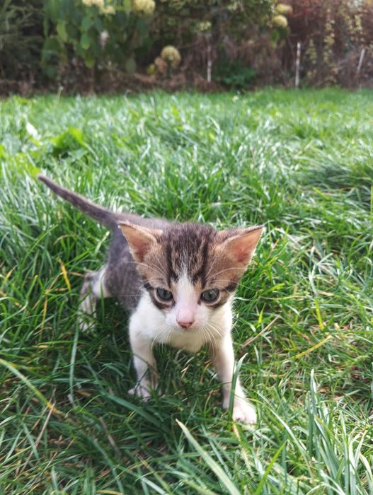 Oddam kocięta do adopcji