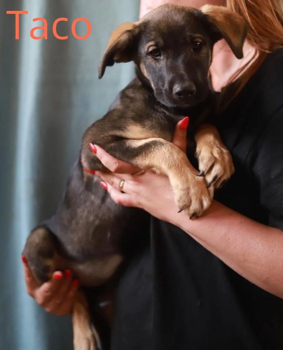 Cichy,  spokojny i trochę nieśmiały szczeniak poleca sie do adopcji