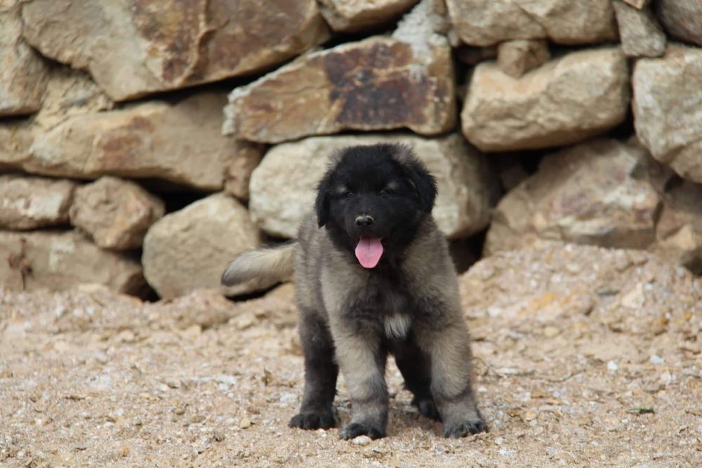 Cachorro Serra da Estrela