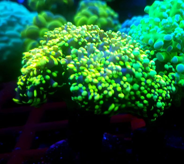 Euphyllia yaeyamaensis . Koralowiec . Akwarium morskie