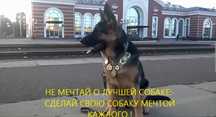 Виховання і дресирування собак
