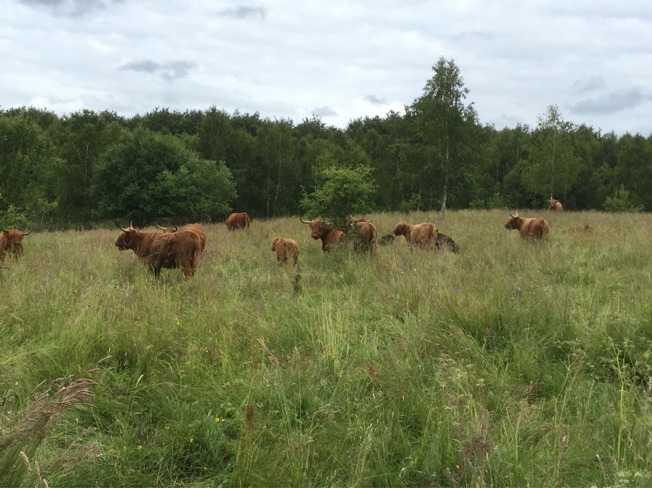 Krowy cielaki jalowki Highland