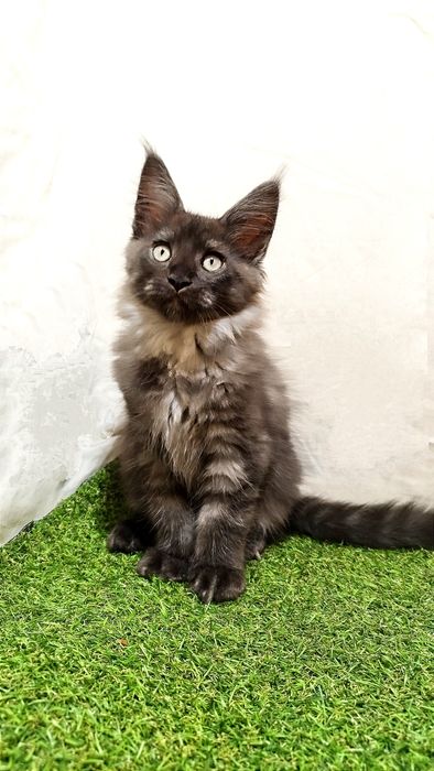 МСО ns Мейн-кун чёрный дым