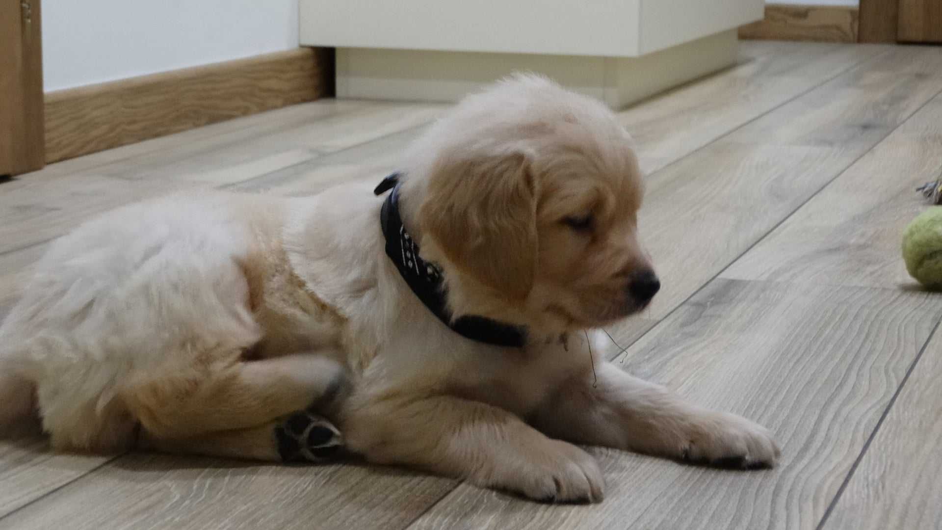 Golden retriever złoty piesek