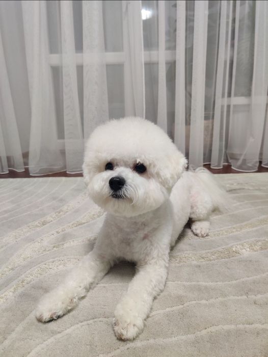 В'язка бішон фрізе