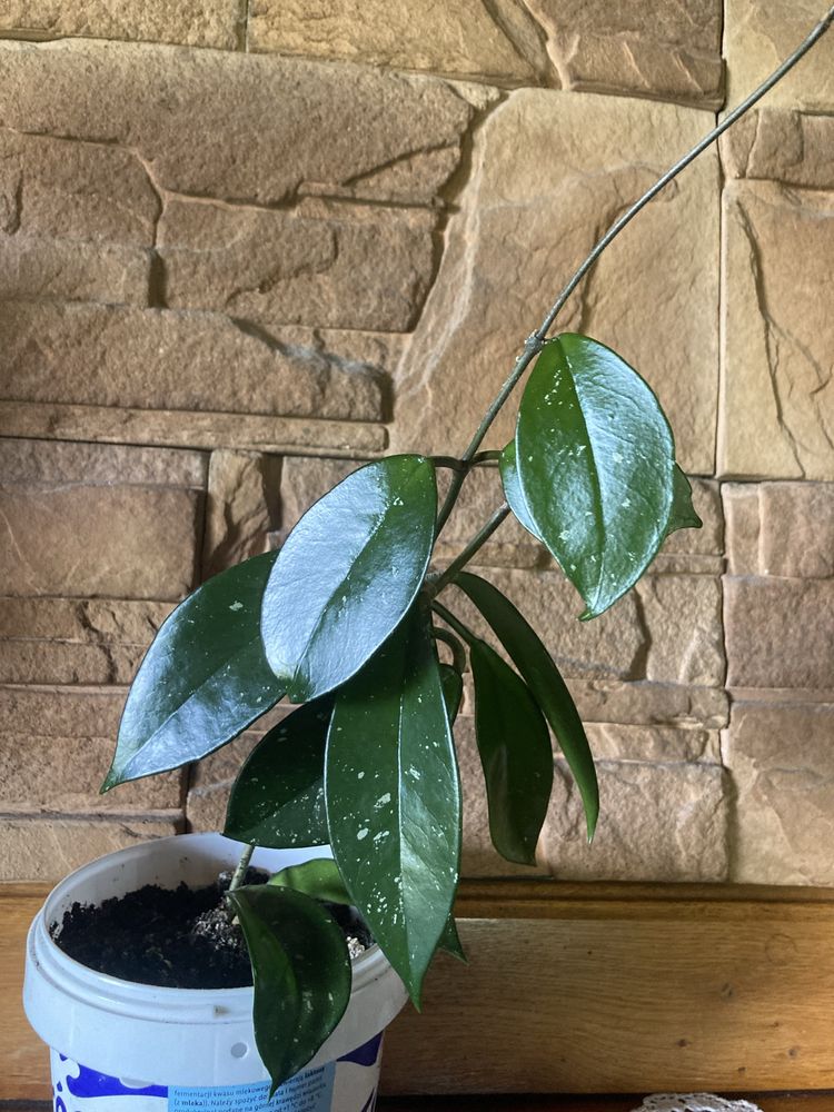 hoya, hoja rośliny zielone, rośliny ozdobne, sadzonki