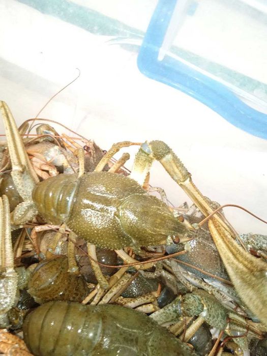 Рак 50-70 г недорого з доставкою по місту і області