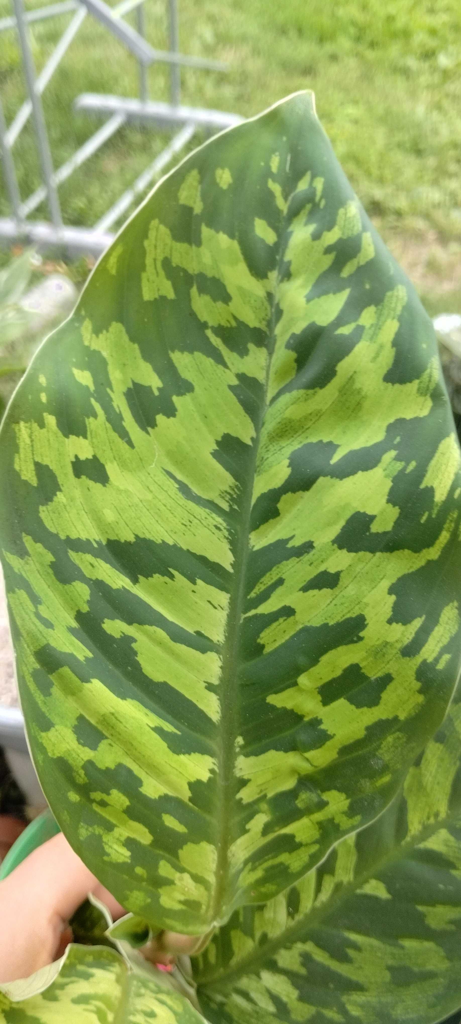 aglanomea camuflage-mega wybarwienie