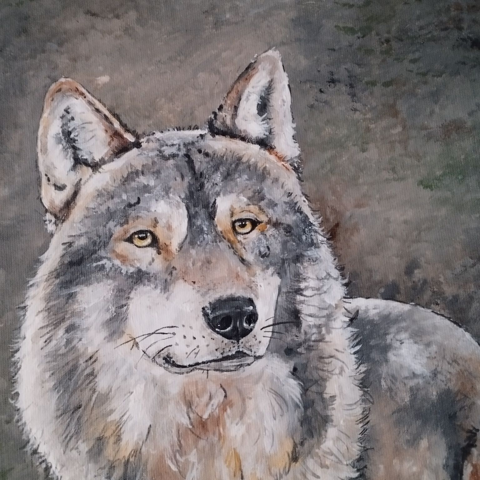 Wilk - obraz 40*30cm