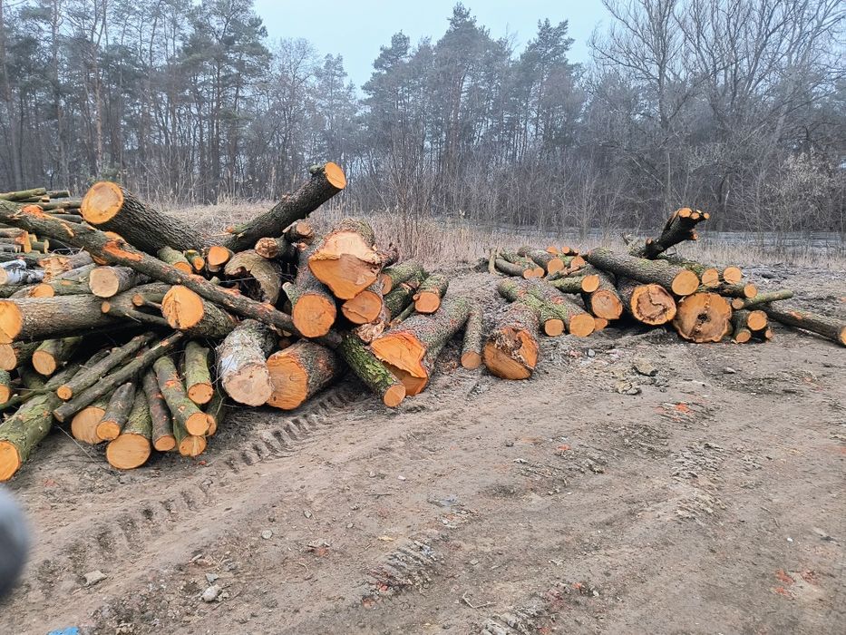 Drzewo drewno opałowe różne