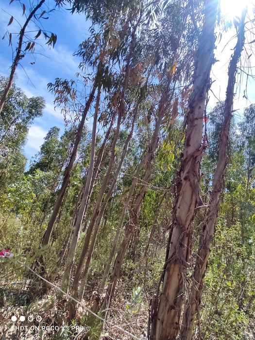 Terreno rústico com 4000 M2 Proença a Nova