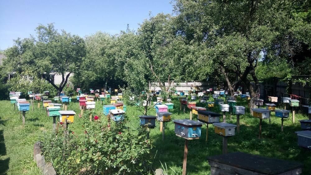 КАРПАТКА Бджоломатки Пчеломатки Плідні матки 2025 року Бджолині матки