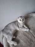 Macho scottish fold