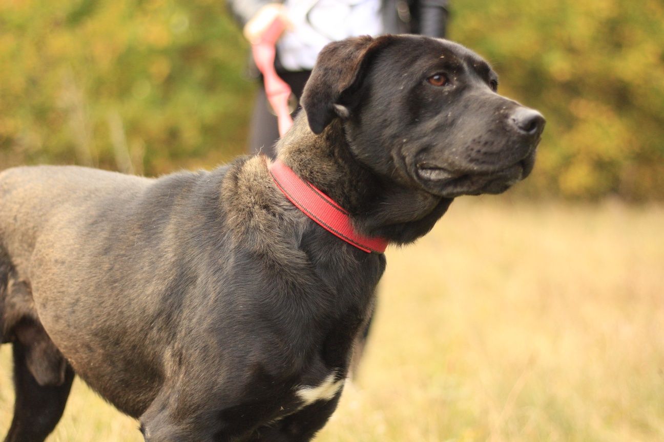 Tenor w typie labradora szuka domu