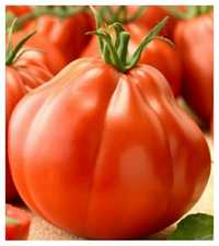 sadzonki pomidorów