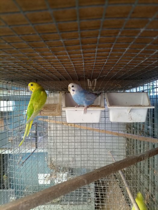 Piriquitos Australianos