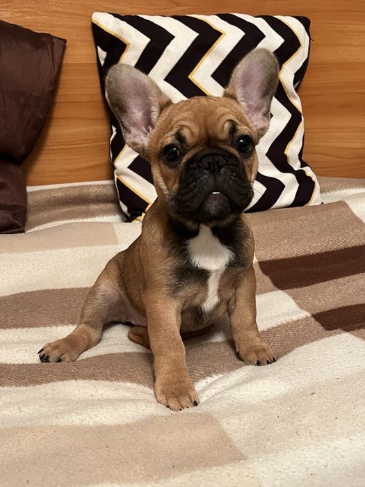 Цуценята французького бульдога!!!