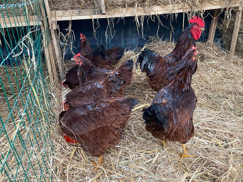 Rhode island red ovos