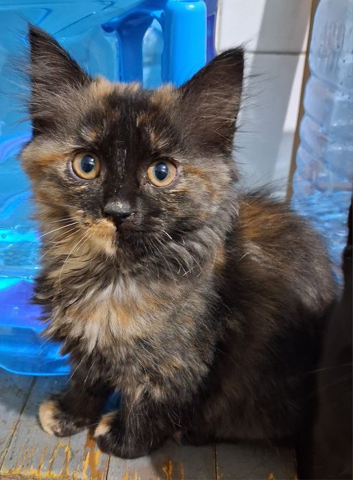 Класні котани в добрі руки