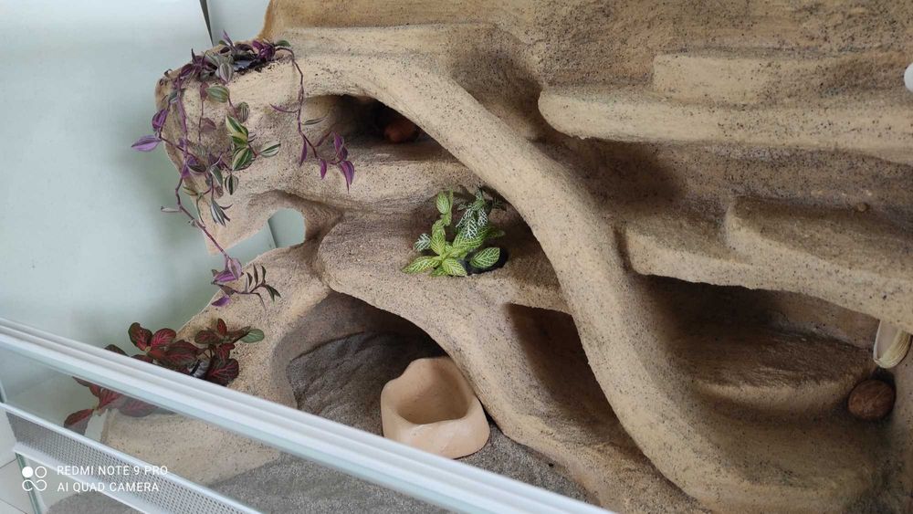 Terrarium dla gekona lamparciego, regiusa, TW35P3R, AquaWaves