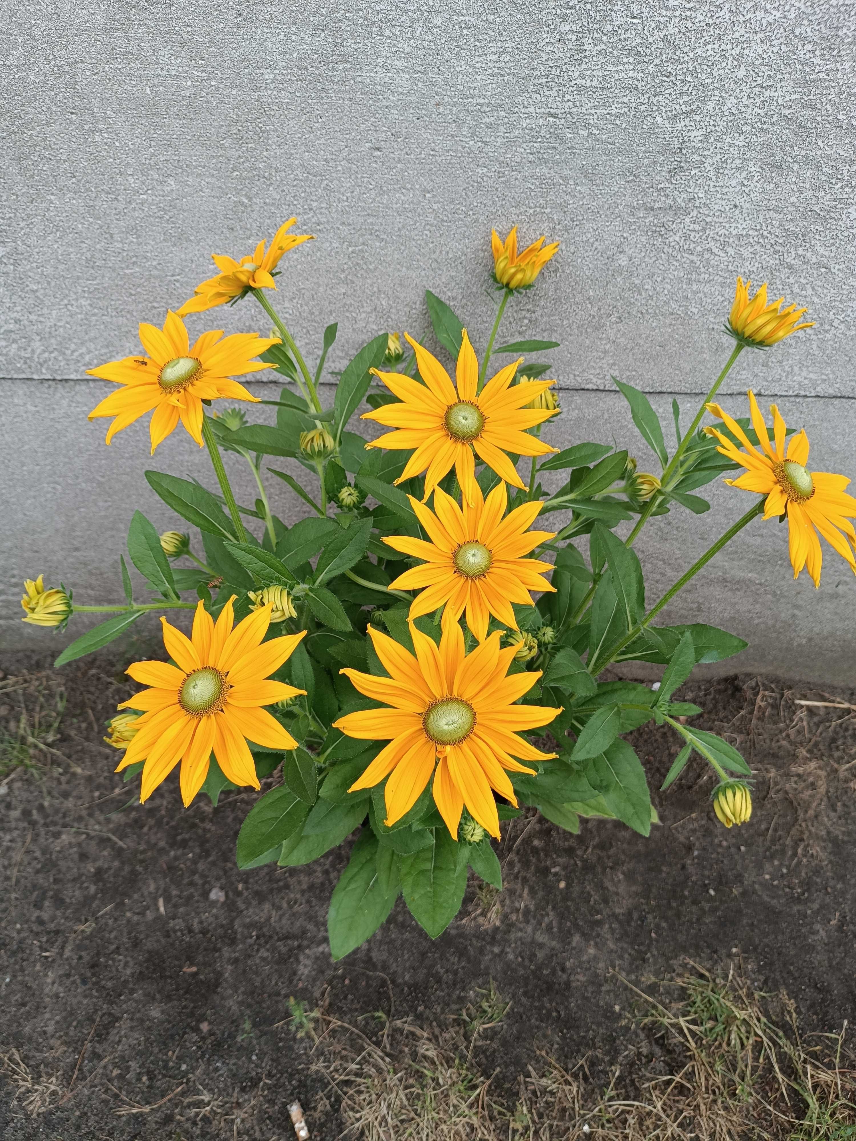 Rudbeckia Sunbeckia rózne rodzaje