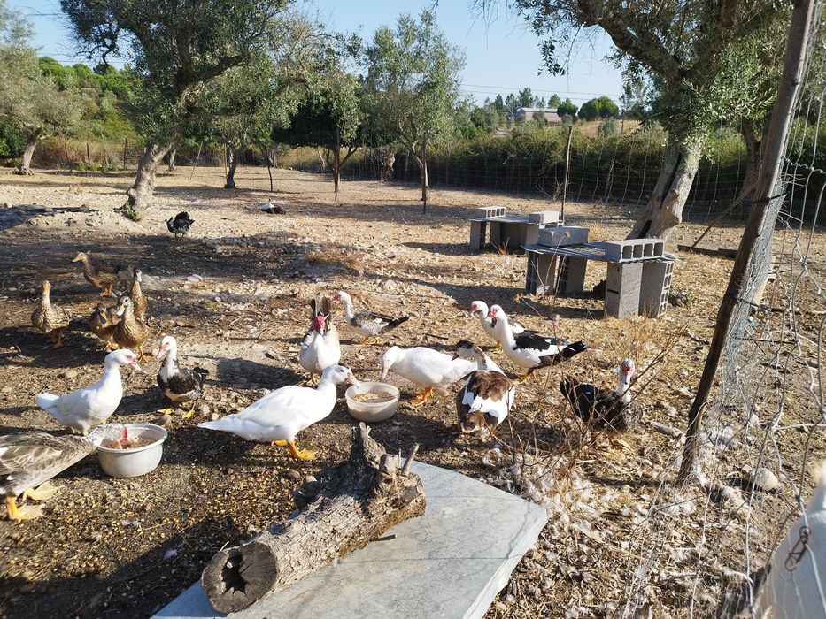 Vendo  várias raças de patos