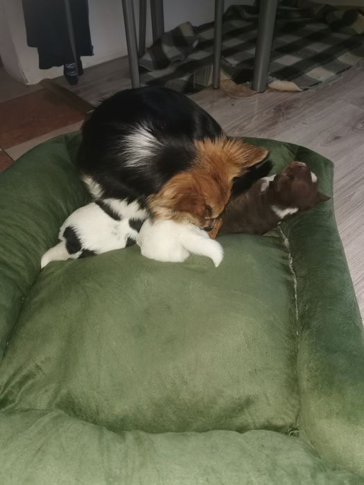 Oddam pieski malutkie kundelki